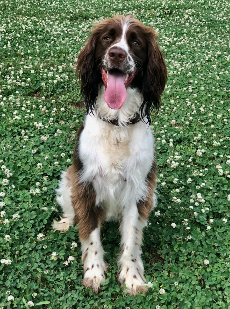 Say Hello to CJ's Furry Friends Volume One